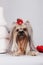 Decorative dog Yorkshire Terrier