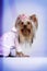 Decorative dog Yorkshire Terrier