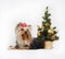 Decorative dog Yorkshire Terrier, Christmas