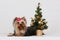 Decorative dog Yorkshire Terrier, Christmas