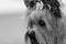 Decorative dog Yorkshire Terrier face closeup sad look