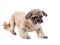 The decorative doggie of breed of a shih-tzu