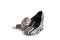 Decorative dumbo rat next to female shoes on a white isolated background, pet