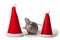 Decorative dumbo rat between santa hats on a white background isolated. Year of the rat. Chinese New Year. Charming pet