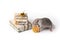 Decorative dumbo rat on a white  background. Nearby are gifts and dried orange