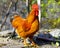 Decorative dwarf rooster of bright red color