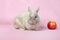 Decorative dwarfish rabbit