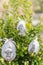 Decorative Easter eggs placed in boxwood branches