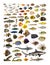 Decorative educational poster, set of many fish, seawater and freshwater, on white background