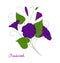decorative element convolvulus bouquet. blue or purple flowers bindweed. isolated morning-glory.
