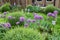 Decorative english garden with Giant Allium