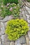 Decorative evergreen coniferous plant - yellow juniper  in stone garden landscape