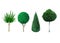 Decorative evergreen plants