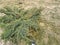 decorative evergreen shrub in the spring garden dry grass