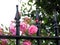 Decorative Fence With Pink Roses