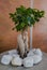 Decorative ficus decorated with stones. Tree bonsai with twisted