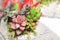 Decorative floral mix of pink and green flowering Echeveria and Sedum succulent plants on stone. Japanese mini-garden with