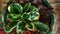 Decorative flower & x28;Calathea Veitchiana& x29;