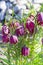 Decorative flower Hazel grouse chess (Latin. Fritillaria meleagris)