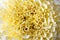 Decorative flower Marigold Tagetes .