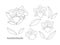 Decorative flowers - orchid Brassolaeliocattleya on a white background. Set of simple elegant frames for your design. Vector