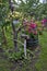 Decorative flowers petunia