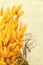 Decorative flowers yellow. with fluffy tassels plant. Closeup Hare`s tail