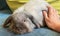 Decorative fold gray rabbit sitting on the couch and the owner strokes him.Selective focus