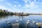 Decorative fountain and many white swans on Plumbuita lake (Lacul Plumbuita) and park, in Bucharest, Romania, in a