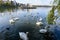 Decorative fountain and many white swans on Plumbuita lake (Lacul Plumbuita) and park, in Bucharest, Romania, in a