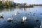 Decorative fountain and many white swans on Plumbuita lake (Lacul Plumbuita) and park, in Bucharest, Romania, in a