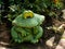 Decorative frog in the garden. Close-up
