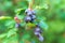 Decorative fruit bushes of Saskatoon berries inky hue, as the source for design. Pacific serviceberry, western serviceberry on the