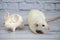 A decorative funny white cute rat stands next to a porcelain figurine in the shape of a rat with a golden nose