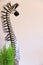 Decorative funny wooden zebra long neck white background