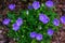 Decorative garden blue bellflower Campanula carpatica blooming