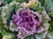 Decorative garden cabbage