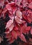 Decorative garden flower. Perennial. Bush in the garden with pink and red leaves. Autumn.