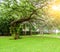 The decorative garden has large trees