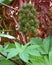 Decorative garden plant castor oil plant. Seeds of castor oil plant. Medicinal plant. Castor oil