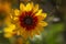 Decorative garden sunflower