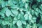 Decorative grape leaves in cold blue green tones