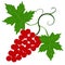 Decorative grapes vine vector ornament
