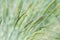 Decorative grass Blue Fescue. Festuca glauca spikelets. Natural background