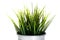 Decorative Grass in flower pot