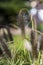 Decorative grasses blooming in the summer garden in a beautiful