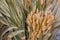 Decorative grasses, ears of wheat and poppy seed heads in autumn