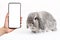 Decorative gray lop-eared rabbit on a white background. Female& x27;s hand holding a cellphone with mock up screen. Copy