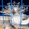 Decorative gray pigeon in a cage.