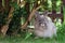 Decorative gray rabbit